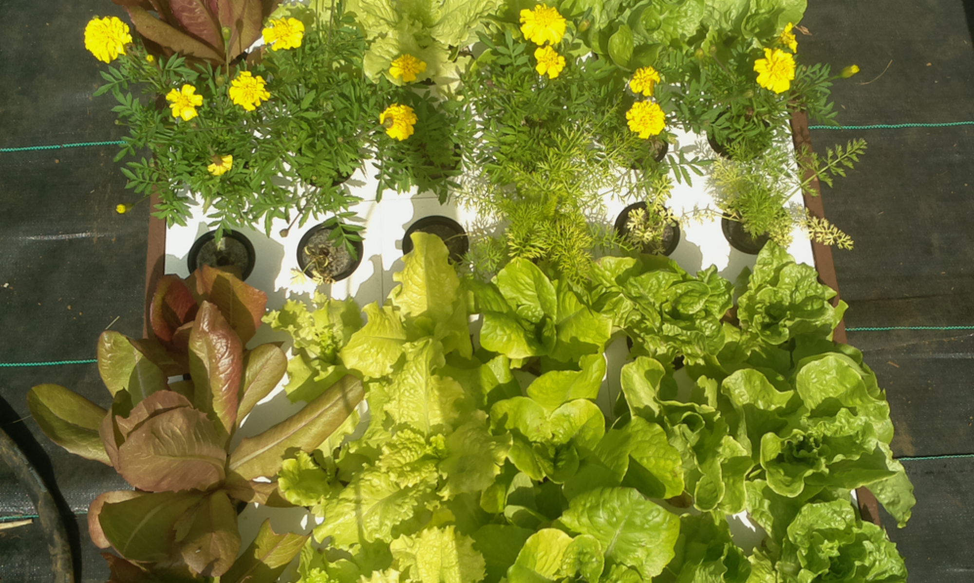 how-to-pick-lettuce-for-your-salad-mygrowbot